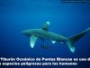 Los Tiburones Oceánicos Puntas Blancas son peligrosos