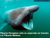 El Tiburón Peregrino sólo es superado en tamaño por...